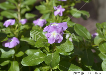 Madagascar periwinkle Titan Lavender Blue Halo Madagascar periwinkle Titan Lavender Blue Halo 133046378