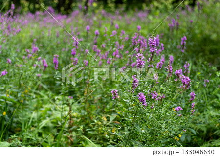 Flower Bud Lythrum salicaria plant 133046630