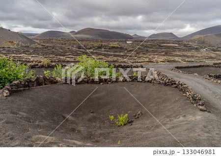 Scenic view of Lanzarote's unique vineyards. The volcanic landscape provides a distinctive backdrop for cultivation. 133046981