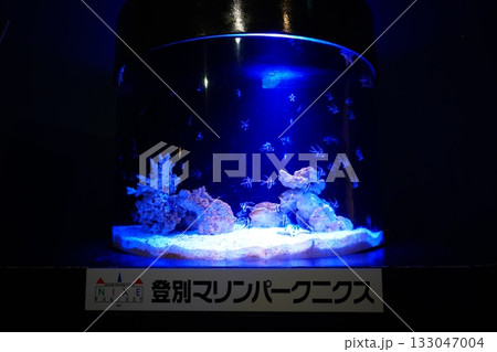 登別マリンパークニクスの水槽 133047004