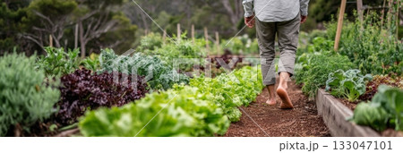 Person walks barefoot on a garden path surrounded by fresh greens and herbs, enjoying the beauty of homegrown food 133047101