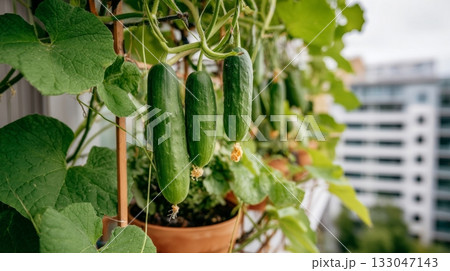 Cucumbers grow lushly on a trellis, bringing freshness to an urban balcony filled with greenery and sustainable living 133047143