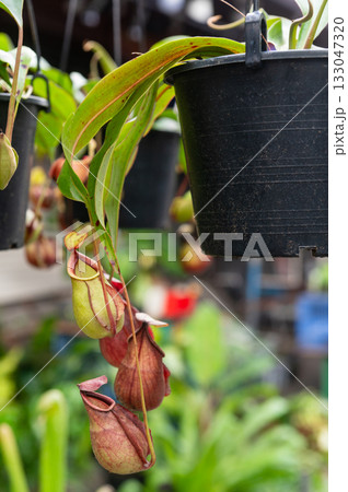 Tropical pitcher plants growth in the garden Tropical pitcher plants growth in the garden 133047320
