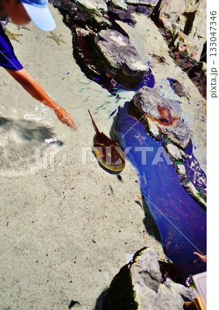 タッチプール 133047346