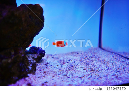 カクレクマノミ 133047370