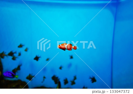 カクレクマノミ カクレクマノミ 133047372