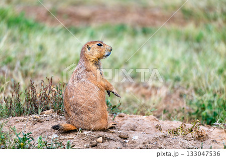 Close-up of a Black-tailed Prairie Dog standing alert on its mound. The cute rodent is at the Prairie Dog Town at Devils Tower National Monument, Wyoming 133047536