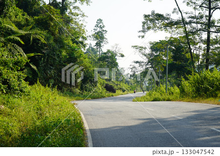 Empty Forest Road Winding Through Lush Greenery 133047542