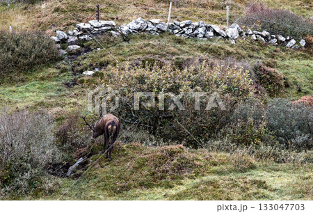 Lonely red deer stag during the rut in County Donegal, Ireland 133047703