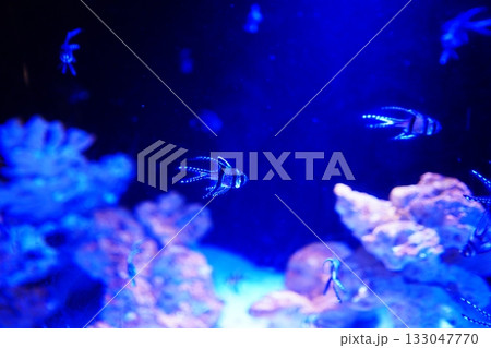 プテラポゴンカウデルニィー プテラポゴンカウデルニィー 133047770