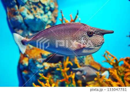 ツマリテングハギ 133047781