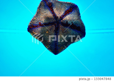 イトマキヒトデ イトマキヒトデ 133047848