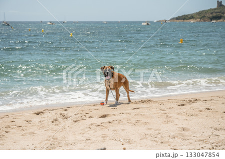 German Boxer Dog plyaing ball at Golf Sagone Corsica France beautyful sand Beach boats mountain village Tourism concept 133047854