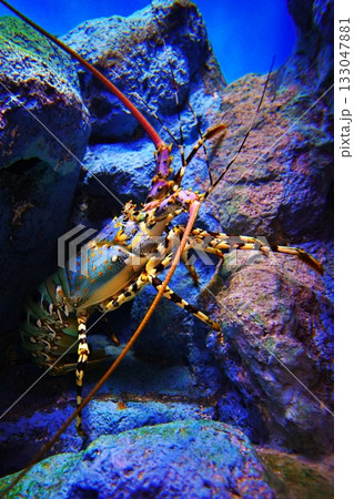 ゴシキエビ 133047881