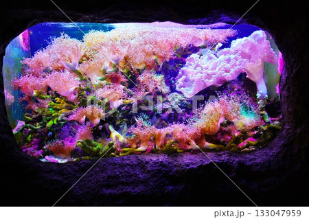 サンゴ礁の水槽 サンゴ礁の水槽 133047959