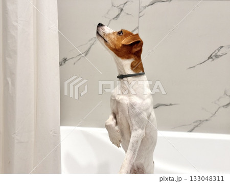Beautiful Jack Russell Terrier dog in the bathroom after a walk 133048311