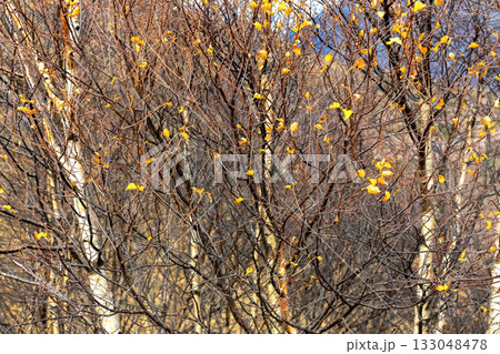 Nature and wildlife. Bare branches of the trees in autumn 133048478