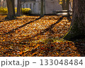 A red squirrel on a sunlit carpet of golden leaves in a quiet city park alley. Warm autumn light, tree shadows and a peaceful atmosphere near an old park building. 133048484