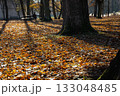 A red squirrel on a sunlit carpet of golden leaves in a quiet city park alley. Warm autumn light, tree shadows and a peaceful atmosphere near an old park building. 133048485