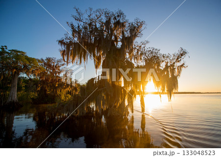 Blue Cypress,Florida,South East, U.S.A., 133048523