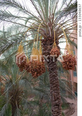 Date palm with ripe fruits, phoenix dactylifera. Tunisia 133048637