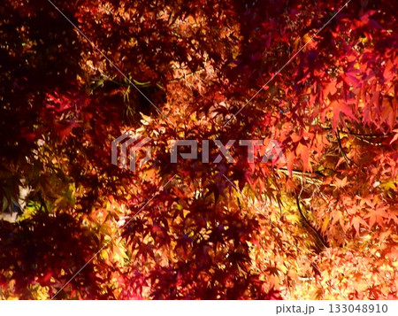 闇に浮かぶ紅葉 燃える秋 133048910