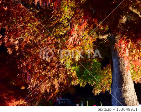 闇に浮かぶ紅葉 133048911