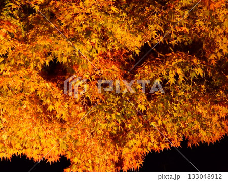 闇に浮かぶ紅葉 燃える秋 133048912
