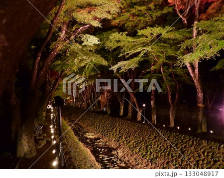 闇に浮かぶ紅葉 闇に浮かぶ紅葉 133048917