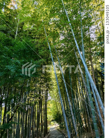 青空が広がる兼六園の風景、大磯、庭園 133049105