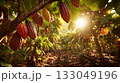 Cocoa plantation in Africa 133049196
