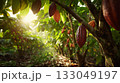 Cocoa plantation in Africa 133049197