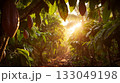 Cocoa plantation in Africa 133049198