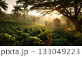 Panorama of coffee plantation in Asia 133049223