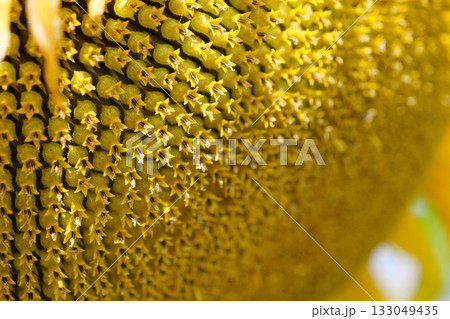Fibonacci golden ratio in nature and sunflower seeds. Golden ratio in sunflowers 133049435