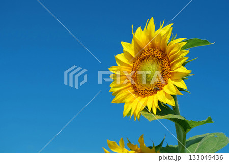 Bee sits on sunflower, collecting pollen and nectar Bee sits on sunflower, collecting pollen and nectar 133049436