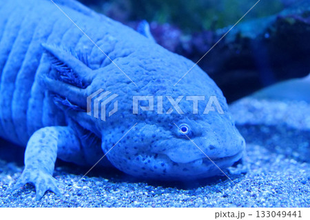Axolotl, Ambystoma mexicanum, amphibian larva ambystoma, paedomorphic salamander Axolotl, Ambystoma mexicanum, amphibian larva ambystoma, paedomorphic salamander 133049441