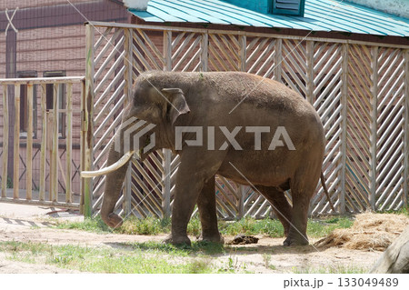 Large elephant in zoo enclosure 133049489