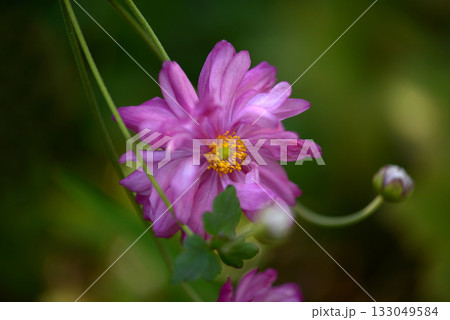 キブネギク　シュウメイギク 133049584