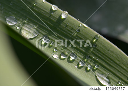 葉の水玉 133049857