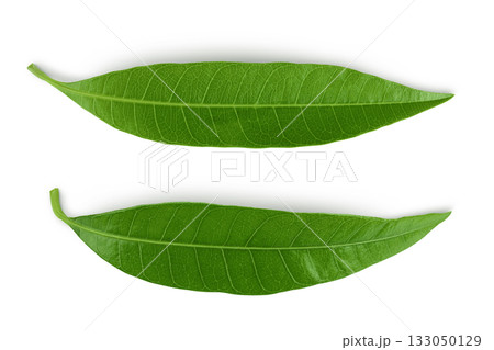 Green Mango leaf isolated on a white background. Top view. Flat lay Green Mango leaf isolated on a white background. Top view. Flat lay 133050129