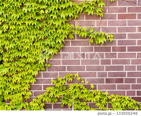 Ivy brick wall texture background. Old brick blocks wall and green creeper, ancient bricks fence Ivy brick wall texture background. Old brick blocks wall and green creeper, ancient bricks fence 133050248