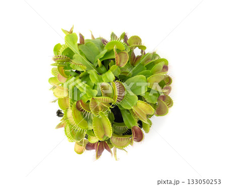 Venus flytrap or dionaea muscipula with open traps. Predatory carnivorous plant Venus flytrap or dionaea muscipula with open traps. Predatory carnivorous plant 133050253