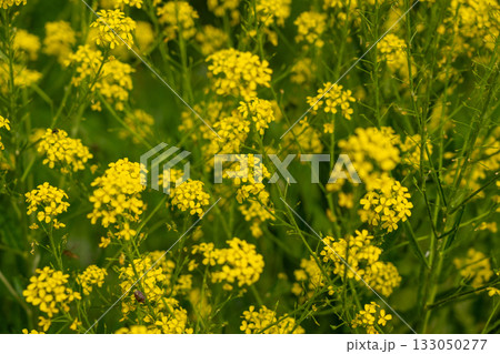 Turkish wartycabbage yellow wild flowers Bunias orientalis, hill mustard or turkish rocket flowers 133050277