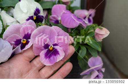 Large Violet Pansies on Palm Hand, Tricolor Viola Close up, Viola Flowers Bed, Heartsease Mix Large Violet Pansies on Palm Hand, Tricolor Viola Close up, Viola Flowers Bed, Heartsease Mix 133050302