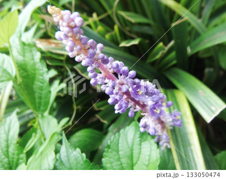 紫色のヤブランの花 紫色のヤブランの花 133050474