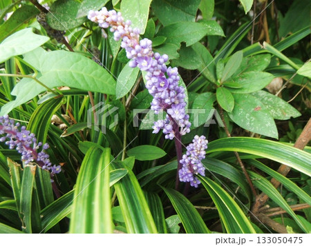 紫色の花を咲かせるヤブラン 紫色の花を咲かせるヤブラン 133050475
