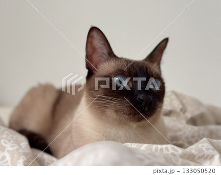 Siamese cat resting on patterned bed linen. Comfort, domestic calm, and emotional connection with pets. Siamese cat resting on patterned bed linen. Comfort, domestic calm, and emotional connection with pets. 133050520