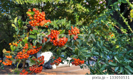 Close-up of pyracantha berries with glossy leaves. Abundance, vitality, and natural texture of late season. Copy space 133050531