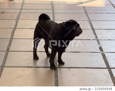 Small black dog standing on tiled street in daylight. Curiosity, alertness, and companionship in everyday urban life. Small black dog standing on tiled street in daylight. Curiosity, alertness, and companionship in everyday urban life. 133050548
